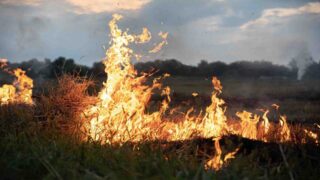 Пожар в лесу в Греции: казахстанцам предъявили обвинения
