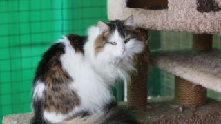 Облившая уксусом кошку жительница Павлодара получила штраф в 86 тысяч тенге за