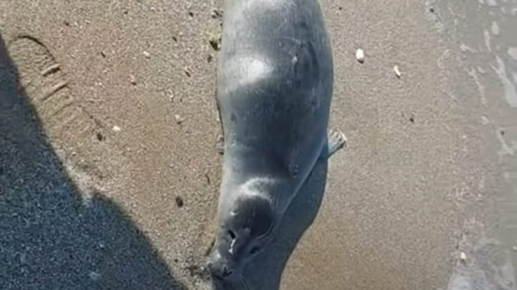Мертвый тюлень лежит на берегу Каспийского море без глаз