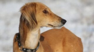Смотр чистокровных собак породы тазы пройдёт в Уральске