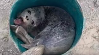 Спасение маленького тюленя на Каспийском море было запечатлено на видео