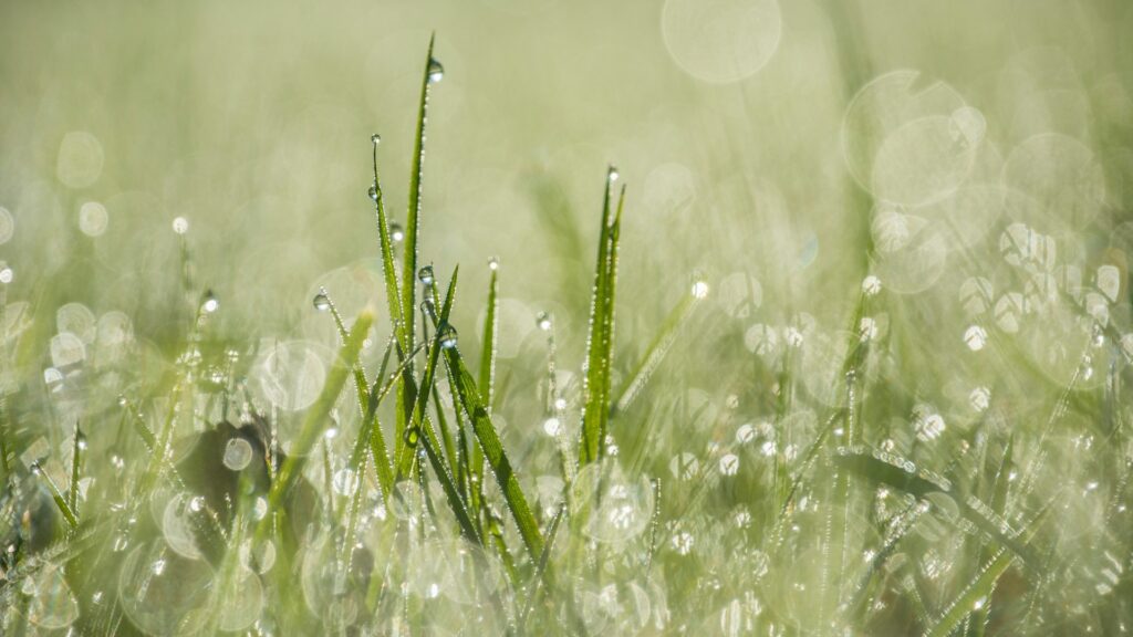 Зеленая трава под дождем