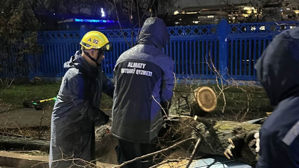 Работники распиливают дерево, которое упало