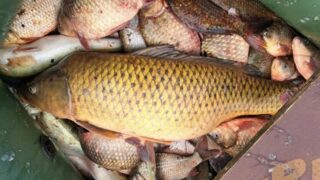 Борьба с браконьерством на водоемах: Минэкономики отказывает в расширении штата для Минэкологии