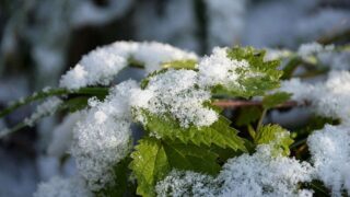 Ожидаются ночные заморозки на севере и востоке Казахстана