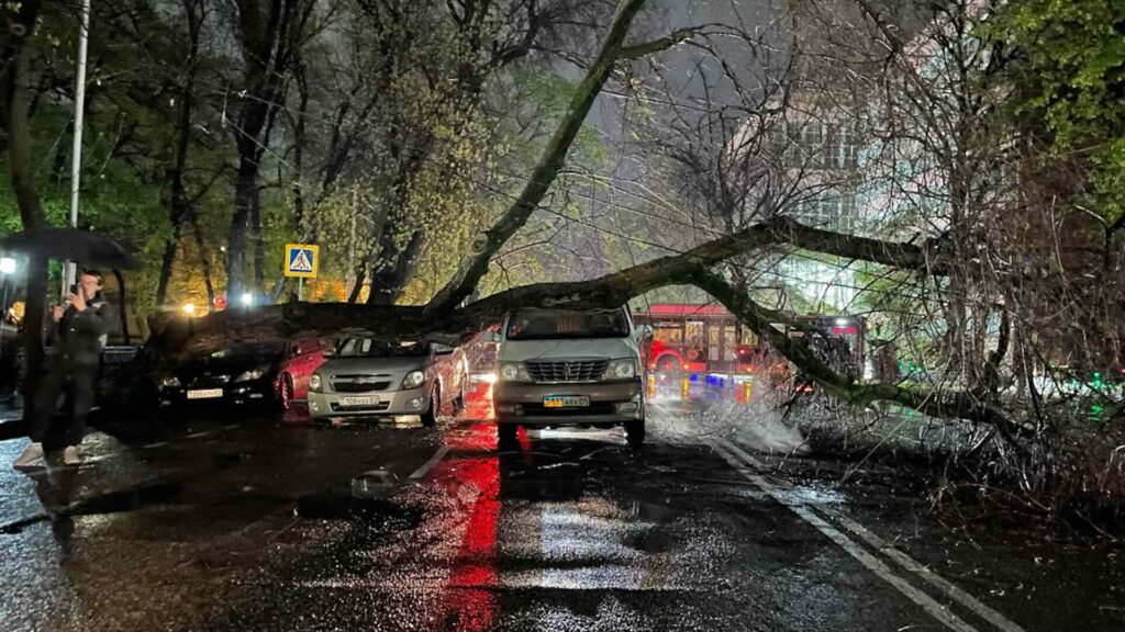 Упавшее дерево на две машины в Алматы