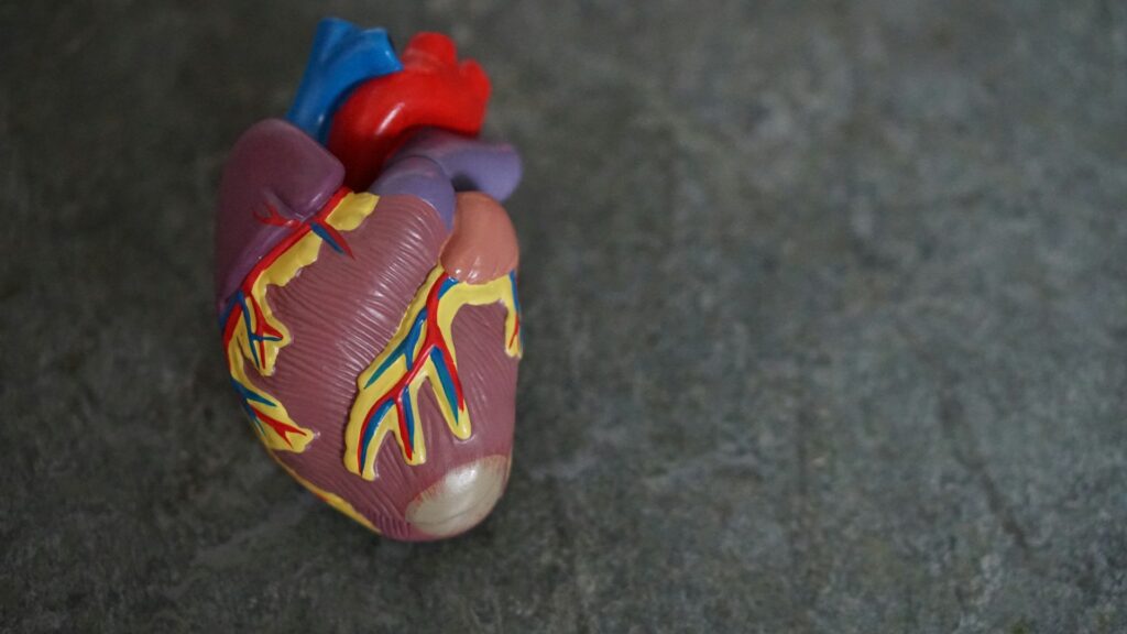 Макет человеческого сердца