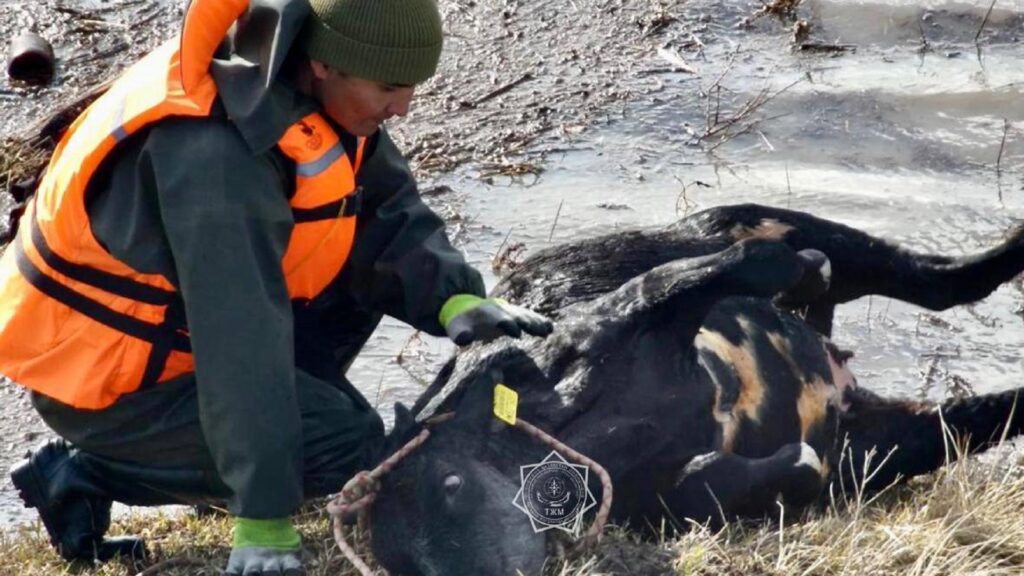 Спасатель держит лежачую корову