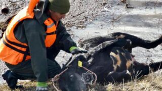 В МСХ Казахстана разъяснили правила выплаты компенсации за погибший скот