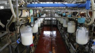 Фермеры на севере Казахстана вынуждены из-за отсутствия спросы выливать свое молоко