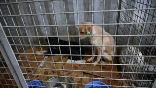 Где в Алматы можно бесплатно стерилизовать и кастрировать домашних животных