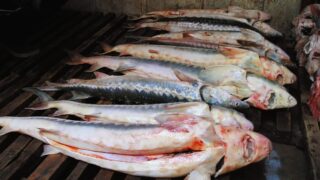Планируется установление лимитов на вылов рыбы в Мангистау с 1 июля 2024 года