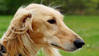 В Астане пройдет международная выставка собак породы тазы