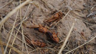 Нашествие саранчи зарегистрировано в еще одном регионе Казахстана