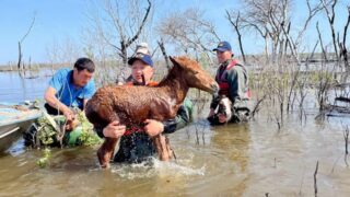 В ЗКО выплачена компенсация за погибший скот во время паводка общей суммой в 126,9 млн тенге