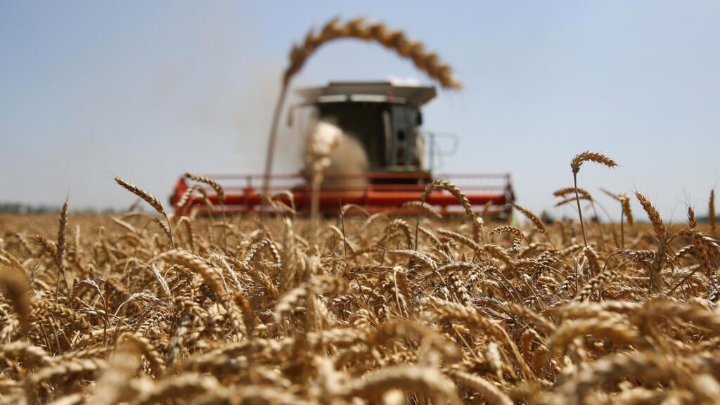 Комбайн убирает поле пшеницы