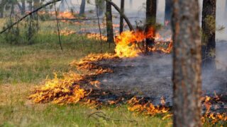 Возгорание в Иле-Балхашском резервате потушено при помощи вертолета