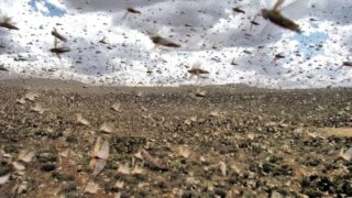 Казахстан готовится к борьбе с саранчой