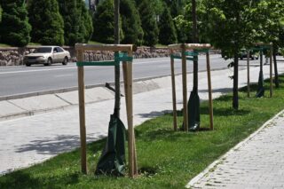 В Алматы за три года высажено более миллиона деревьев