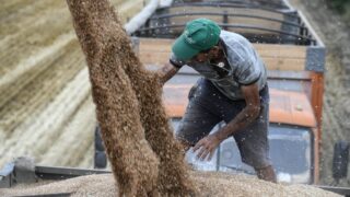 Казахстан увеличил экспорт зерна на 58%