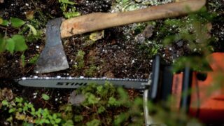 Штрафы за вырубку деревьев выросли: до 314 тыс. тенге за одно дерево