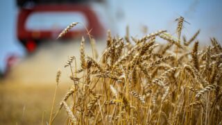 В Казахстане зафиксирован рост производства агропродукции и переработки