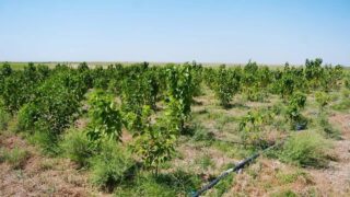 В Туркестанской области начнут выращивать шелкопряда и выпускать чай из шелковицы