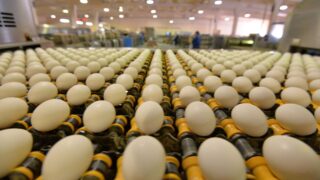 В Костанайской области строят птицефабрику и завод
