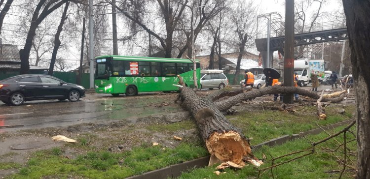 Упавшее дерево в Алматы.