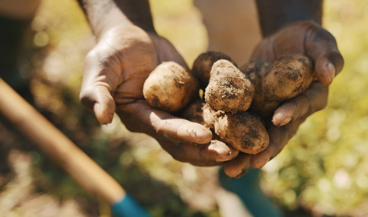 АФМ в Талдыкоргане снизило цены на некачественный картофель со 170 тенге до 100