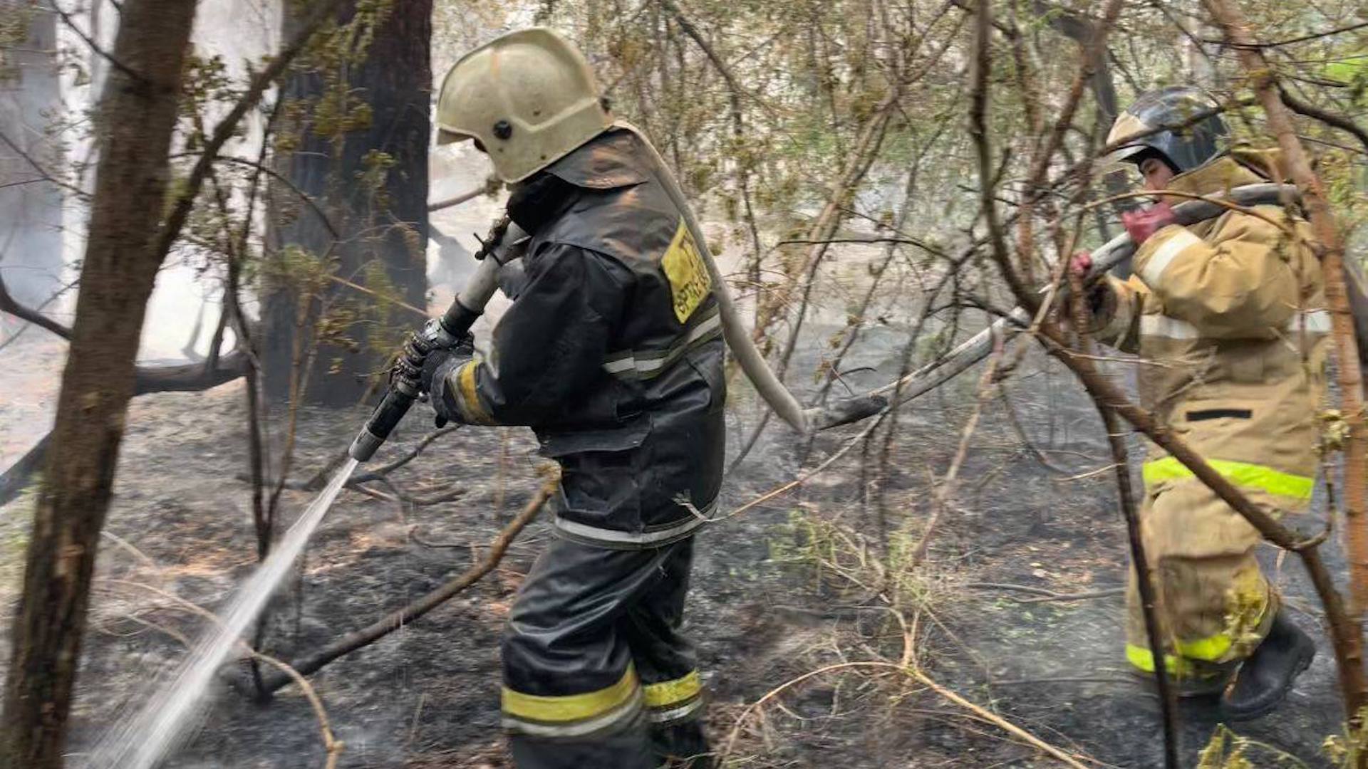 Генпрокуратура завела уголовное дело по факту лесного пожара в области Абай