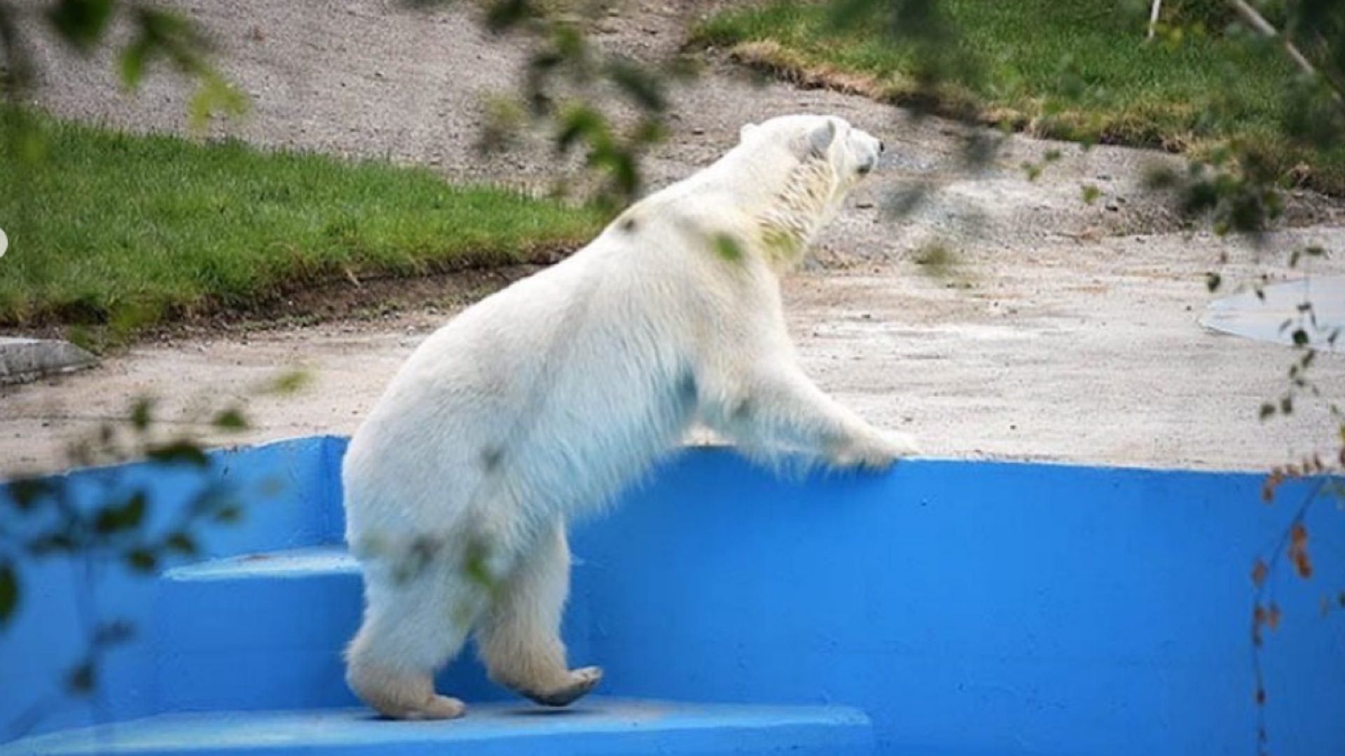 В зоопарке Алматы появилась белая медведица