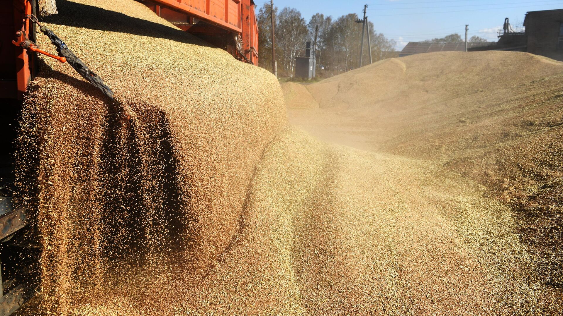 Китай в Казахстане может закупать до 3,5 млн тонн пшеницы - Bizmedia.kz