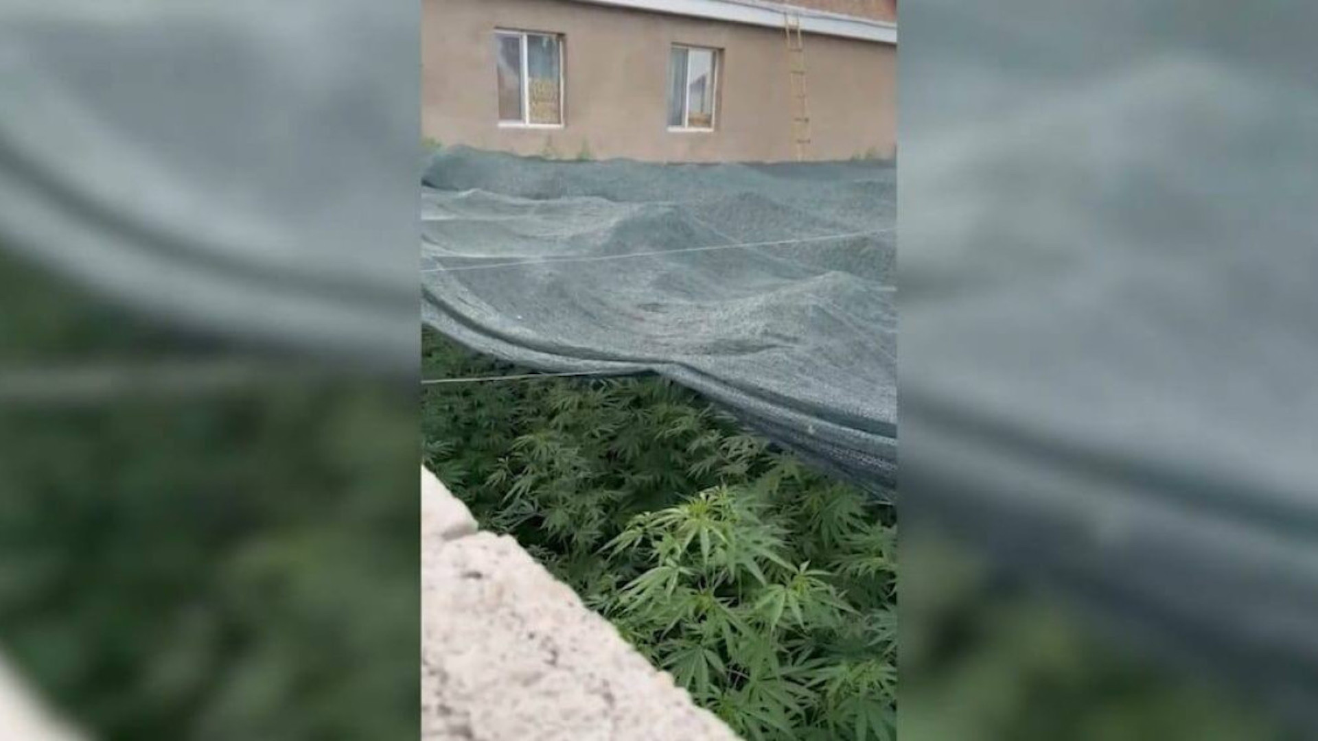 Уничтожены более 1,7 тонны марихуаны: Хозяин плантации грозит до 8 лет тюрьмы