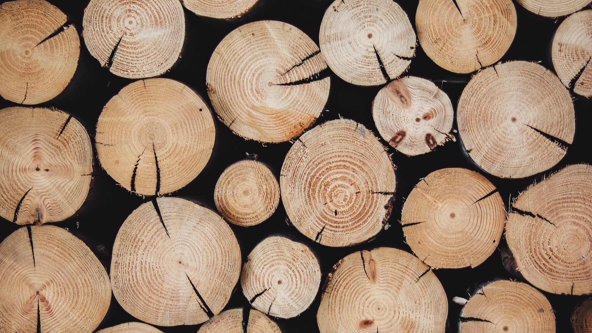 Анализ ДНК деревьев поможет бороться с незаконной добычей древесины