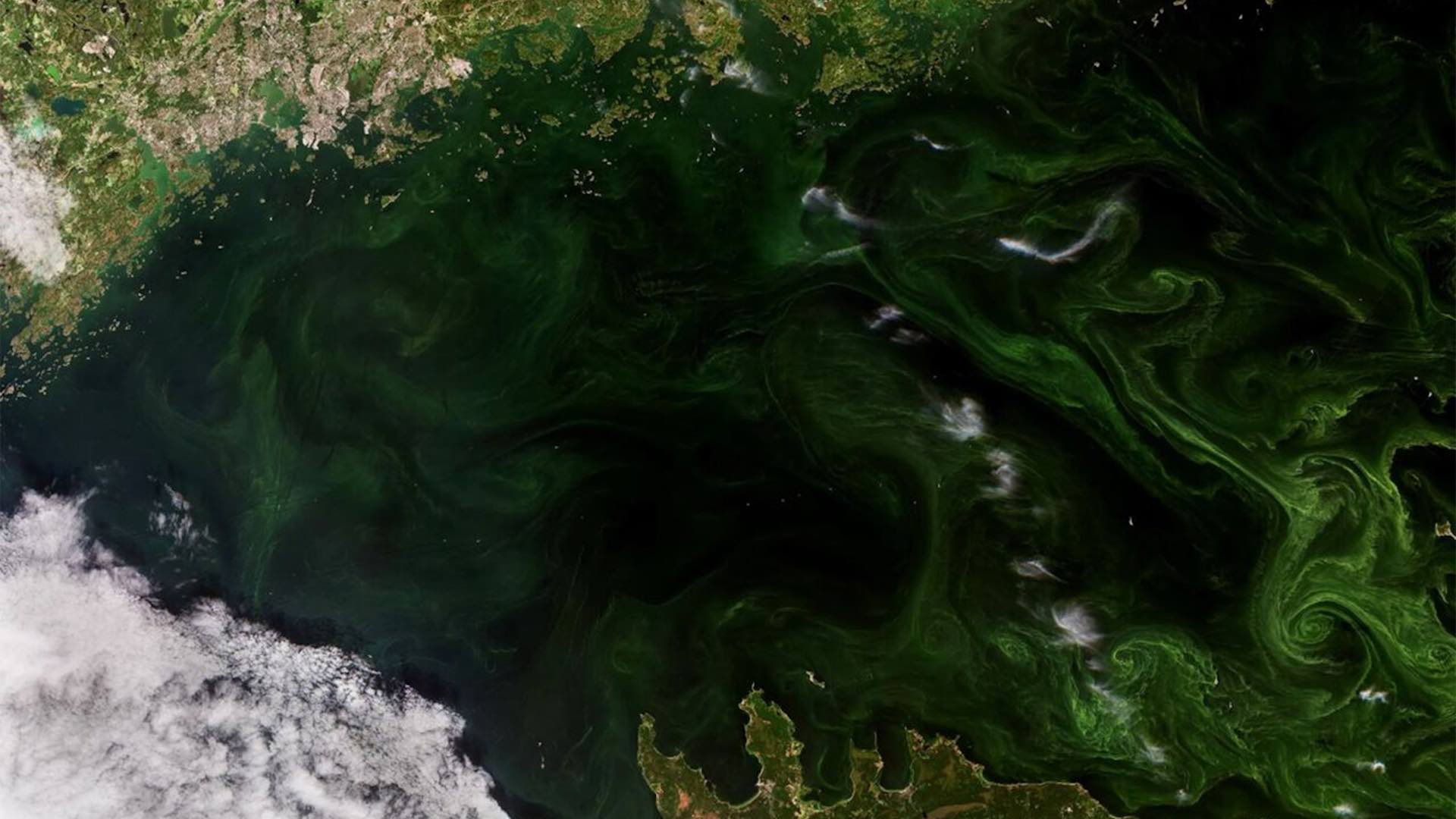 Обнаружены яркие водоросли в Финском заливе с помощью спутникового аппарата Copernicus Sentinel-2