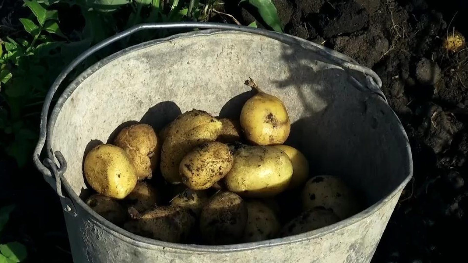 Предприниматель в СКО раздает бесплатно картофель всем желающим