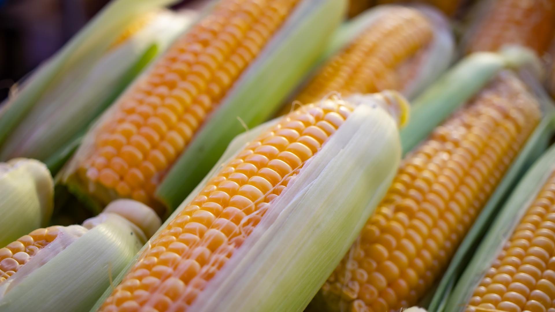 Фьючерсы на кукурузу на CBOT растут после падения к 3-летним минимумам