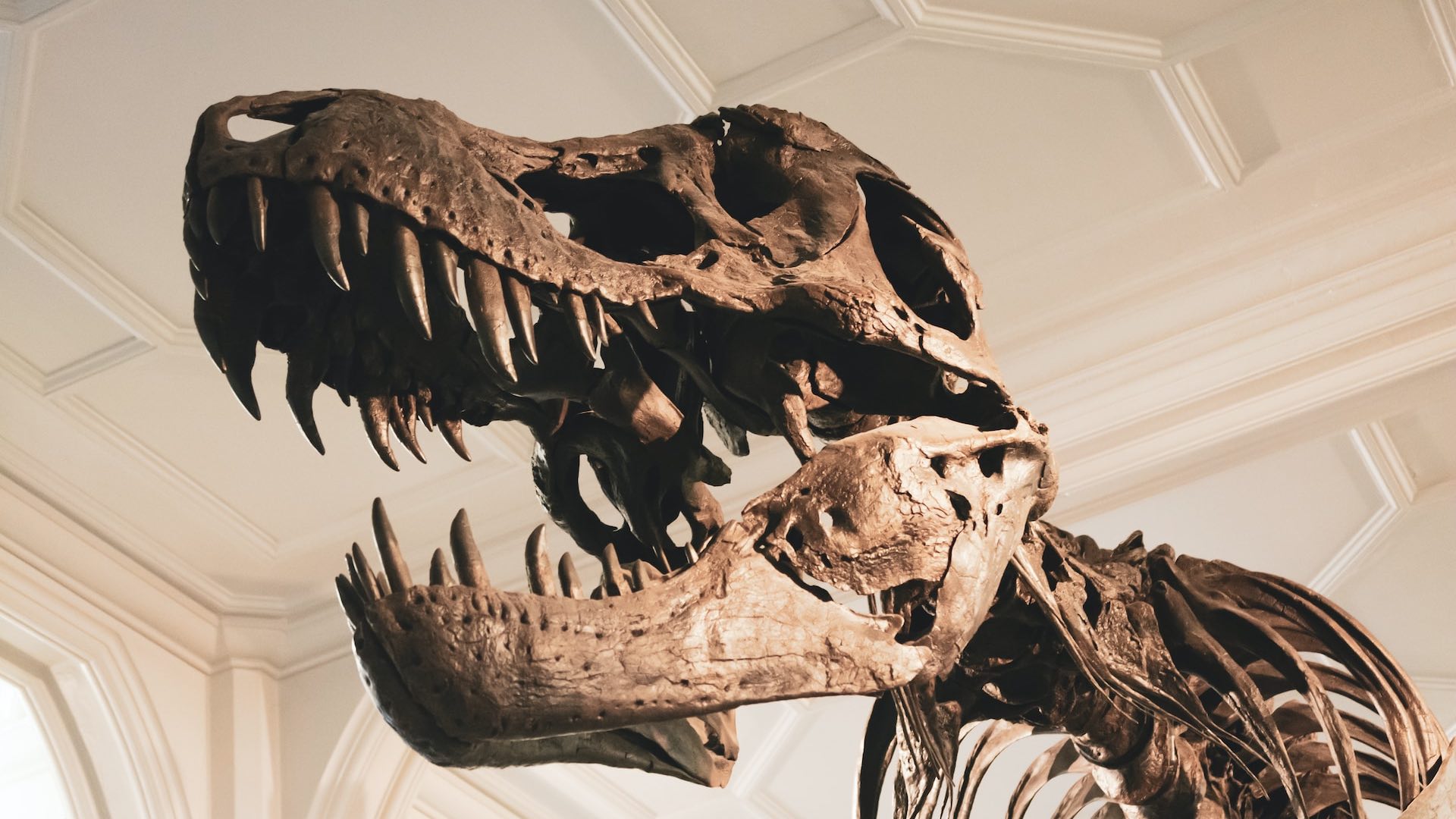 Открытие: новая причина исчезновения динозавров предложена канадскими исследователями