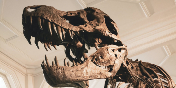 Человек лишился генов долголетия из-за динозавров: новое исследование
