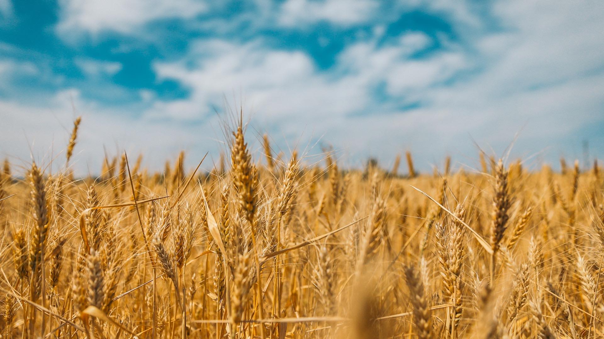 Фьючерсы на пшеницу падают после взлета на фоне крупной сделки с Китаем