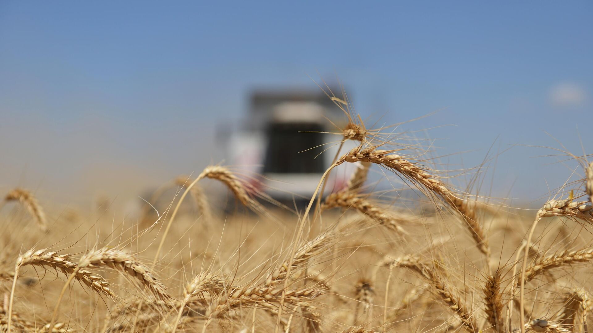 Стали известны закупочные цены Продкорпорации РК на пшеницу урожая текущего года - Bizmedia.kz