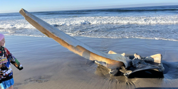 Гигантский череп существа найден на пляже в Калифорнии_bizmedia.kz