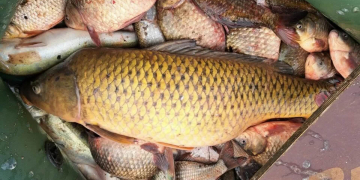 Названы рыбы, которые считаются наиболее вредными для человека в питании