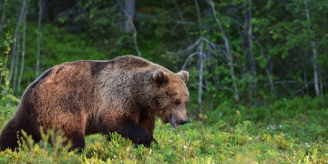 Бурые медведи стали вредителями для рукотворных лесов_bizmedia.kz